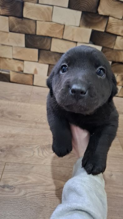 Віддам собачок у добрі руки.