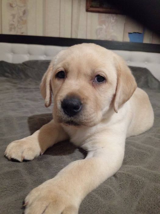 Лабрадор ретривер