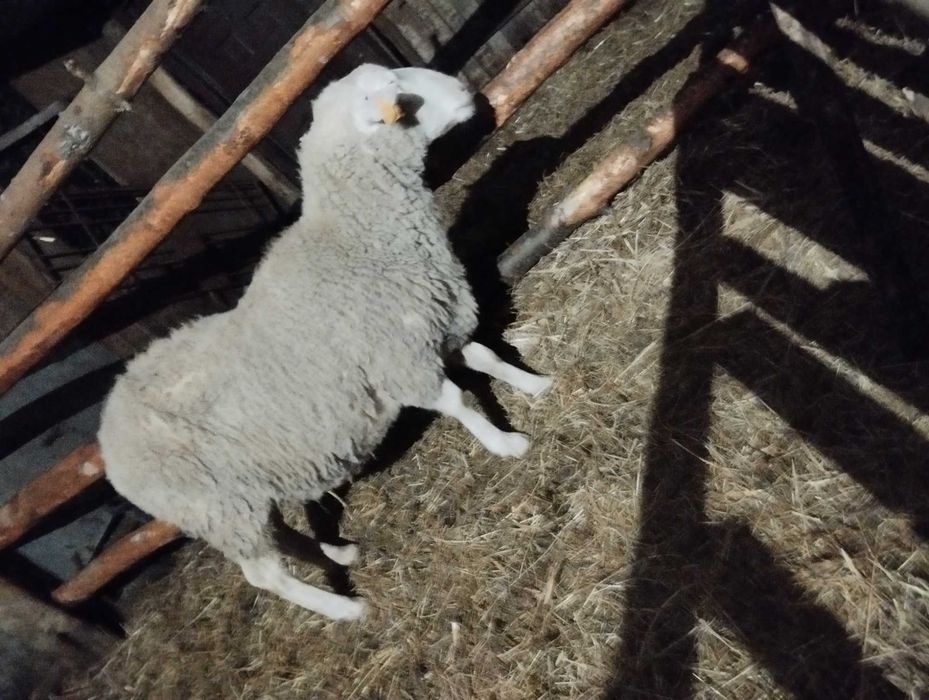 Mam na sprzedaż barana