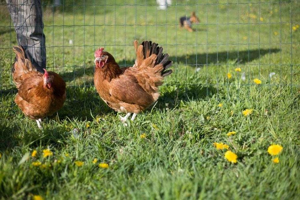 Kurka nioska Rosa brązowa dowóz gratis