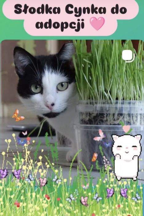 6 cudownych kotek szuka domów