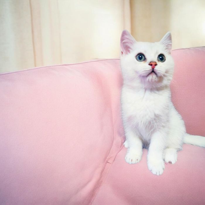 Котик срібна шиншила
