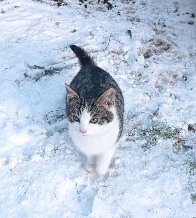 Oddam kotki w dobre ręce