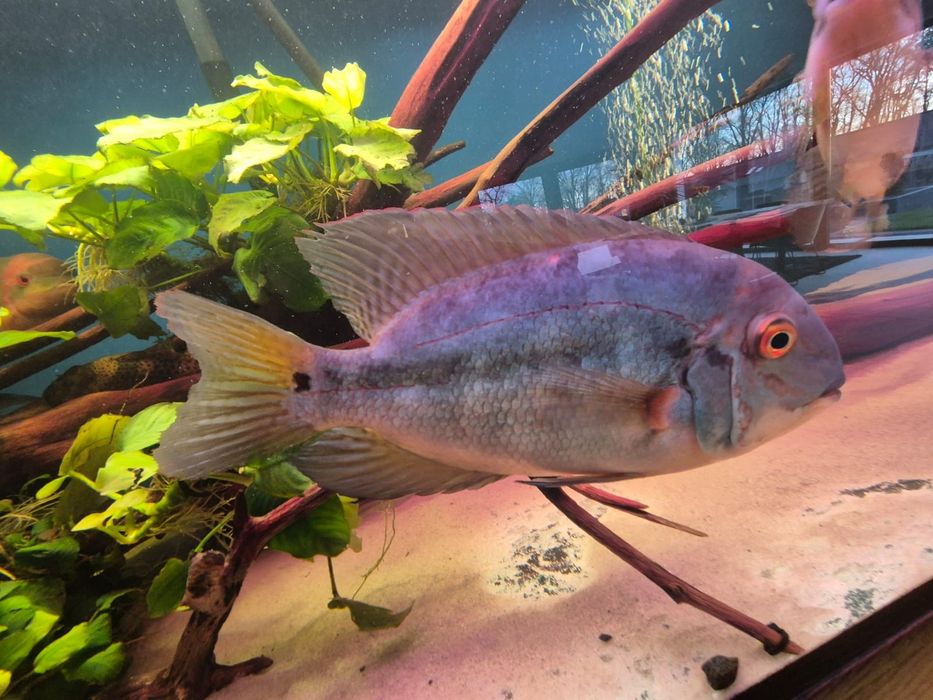 Hoplarchus psittacus para >25cm