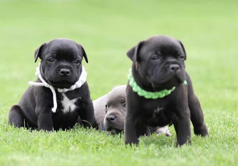 Staffordshire Bull Terrier, Staffik, stafford