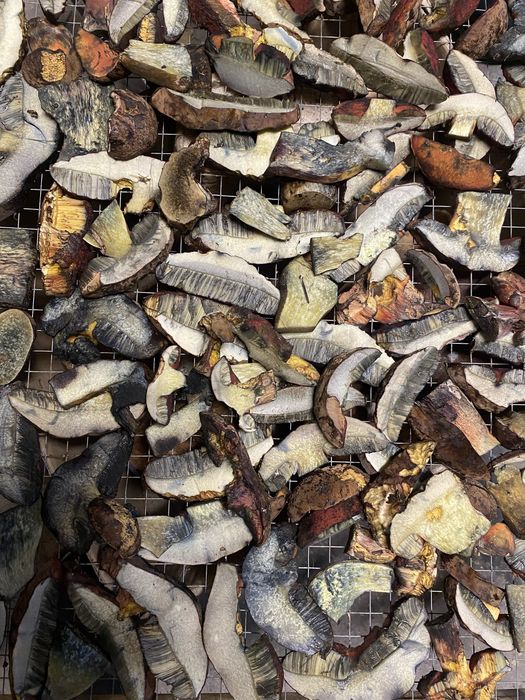 Borowik ceglastopory