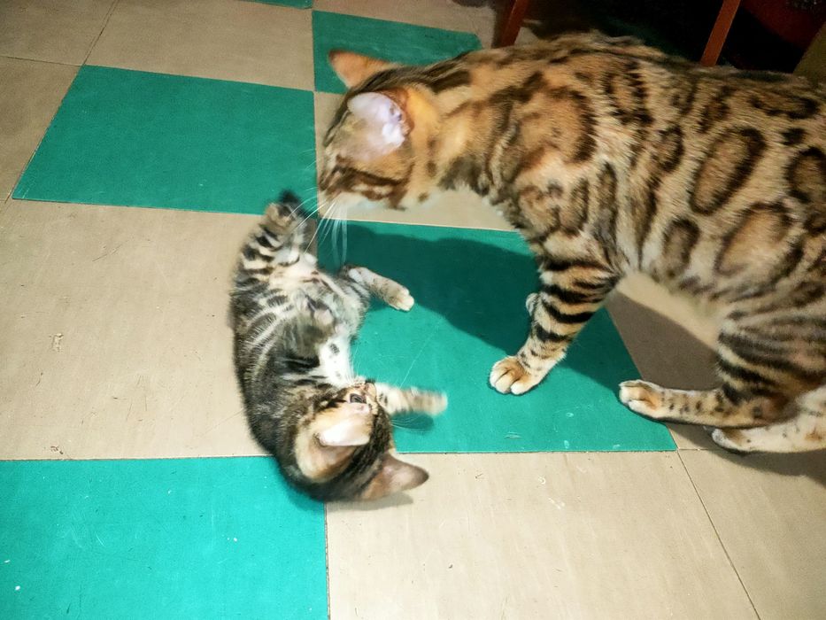 Вязка Бенгала кот