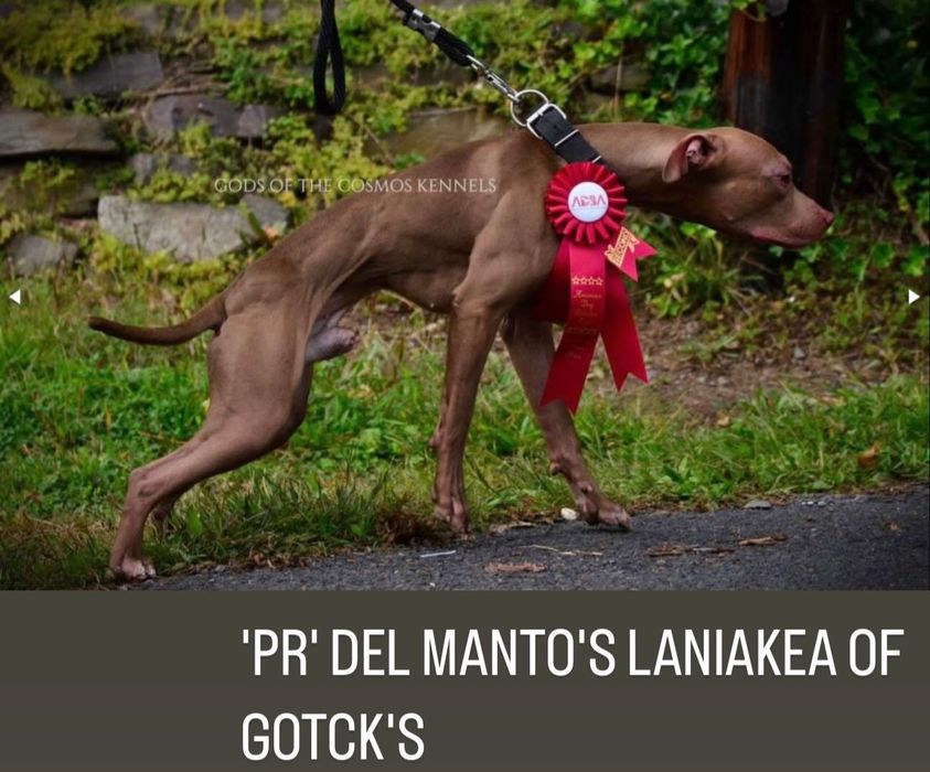 Цуценята американського пітбультер'єра ,АПБТ , Питбуль