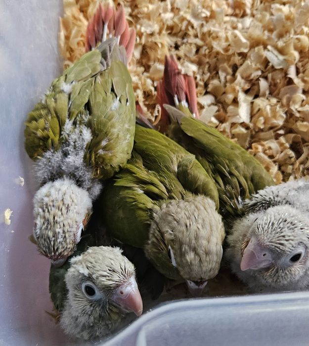 Pyrrhuras mollinae para acabar de criar a mão