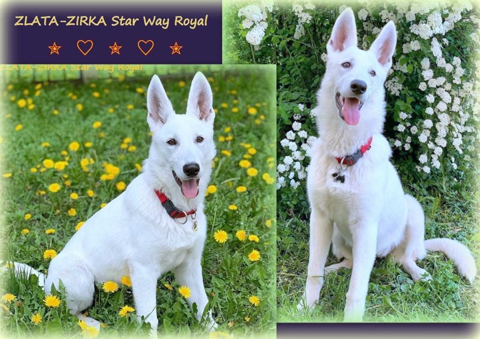 Швейцарська/Німецька Біла Вівчарка - Проф.розплідник з 2006р, цуценята