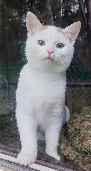 Kotełki do adopcji