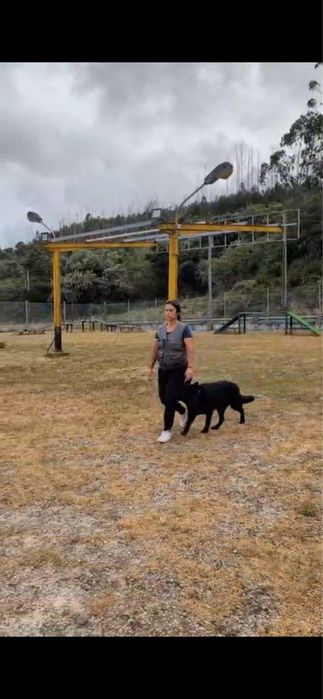 Pet Sitting/Pet walking Lisboa, Bucelas, Loures, Odivelas