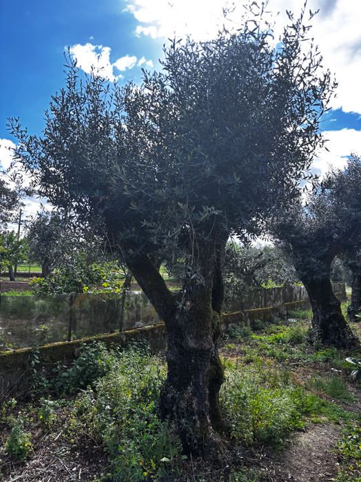 Oliveiras centenárias