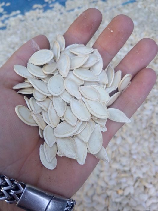 Продам насіння гарбуза