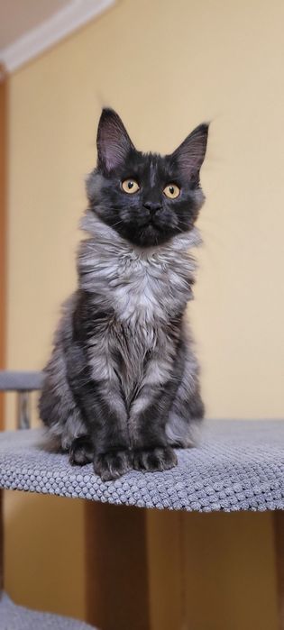 В продажі клубні кошенята 
 Мейн-кун
 Black smoke
 З документами.