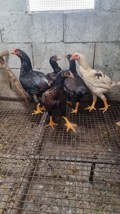 Vende se aves da raça cornish standard