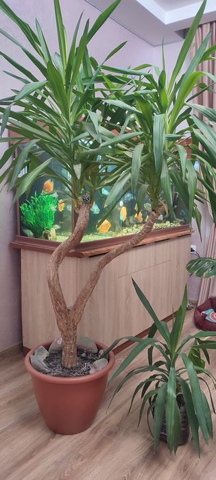 Драцена, кімнатна рослина, вазон