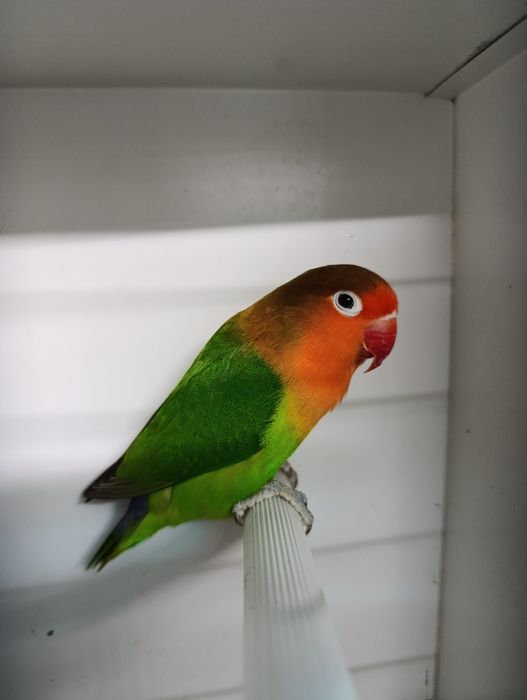 Agapórnis fischeris verde ancestral