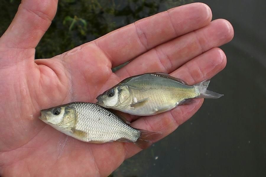 Karp Narybek Karpia od 10  cm