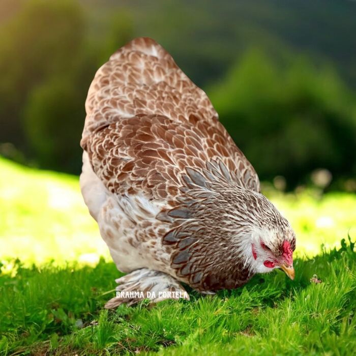 BRAHMA SALMÃO ( OVOS )