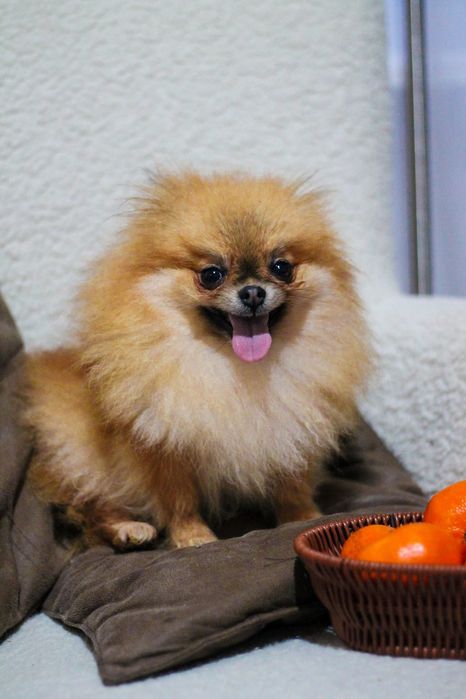 Померанский Шпиц девочка Мини