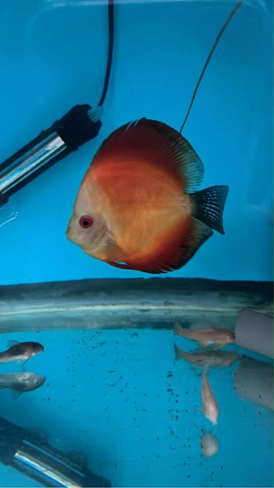 Discus Adultos