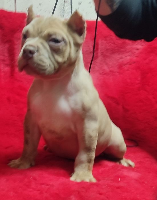 American bully pocket !