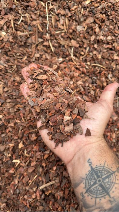 Casca de pinho decorstiva