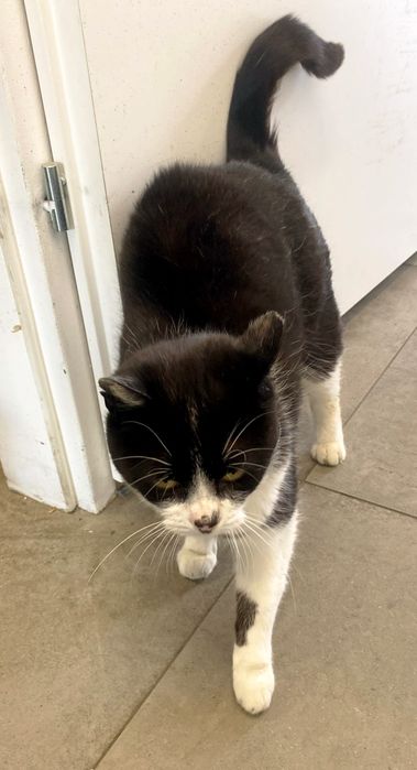 Gucia szuka kochającego domu – wyjątkowy kot do adopcji