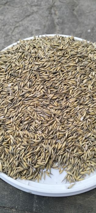 Sprzedam owies bez zanieczyszczeń