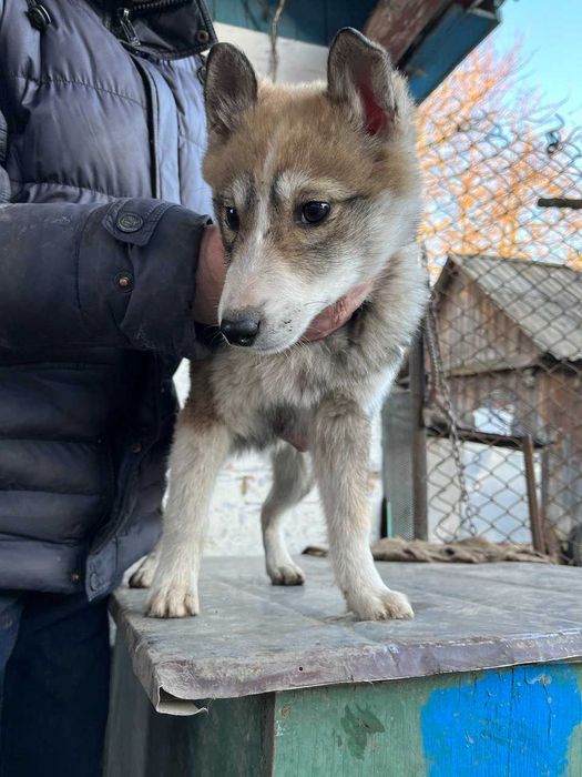 Цуценята західно-сибірська лайка