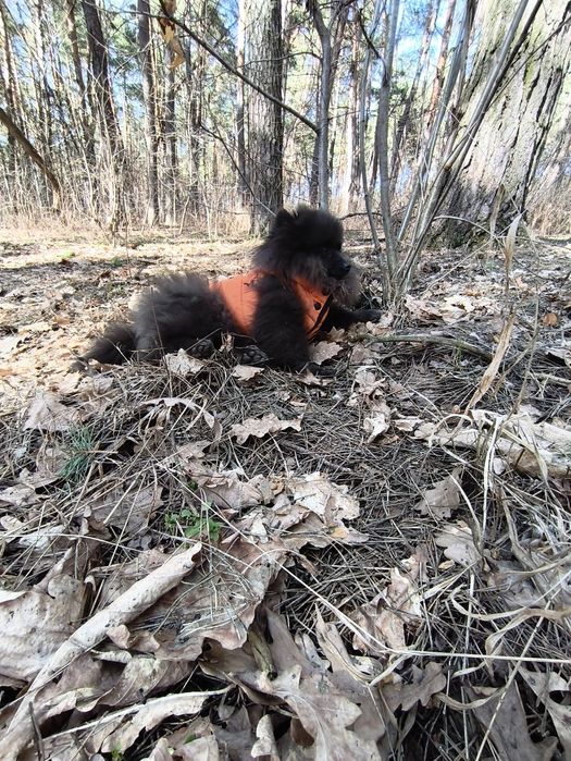 Хлопчик померанський шпіц 5 місяців.