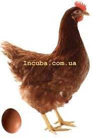 Інкубаційне яйце Ломан Браун