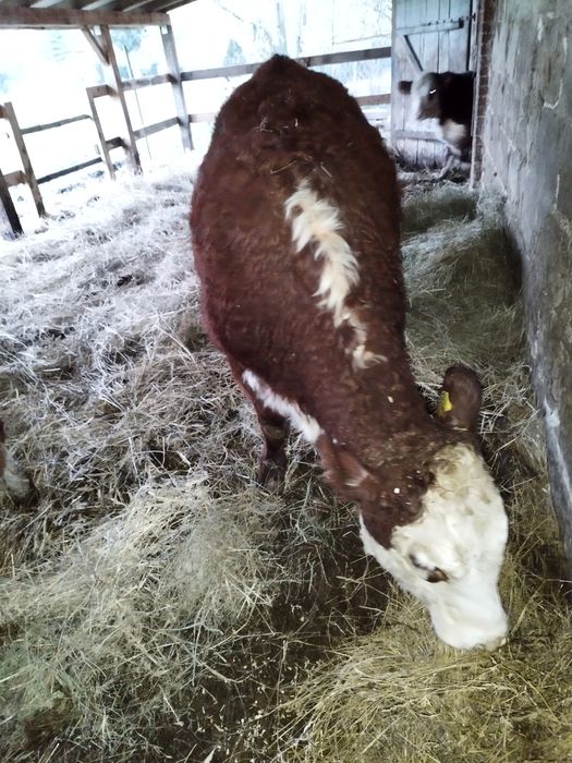 Odsadki Hereford