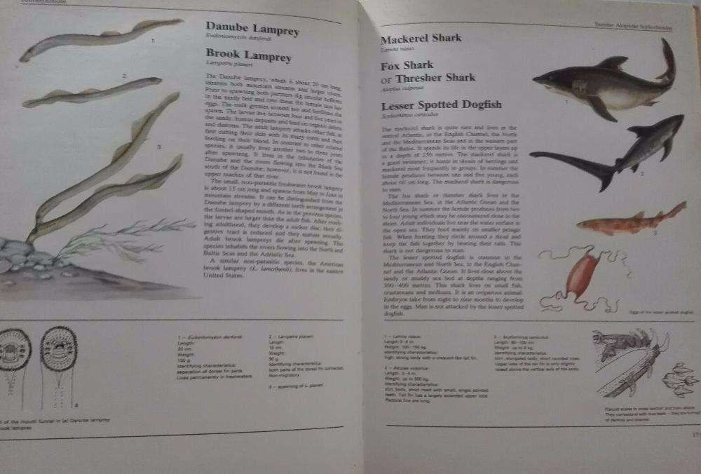 Livros do Mundo Animal - Enciclopédia Ilustrada