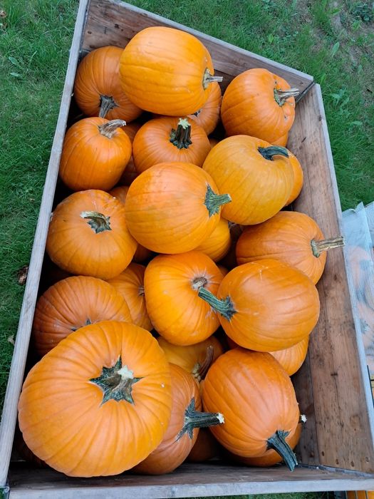 Dynia jadalna hallowen