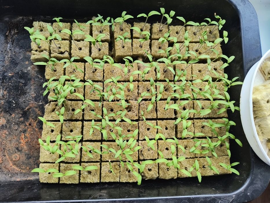 Bloki do sadzonek EcoGrow Rockwool hydroponic 50szt