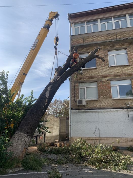 Видалення дерев,Спил дерев,Зрізання дерев,Кронування дерев,Арборист
