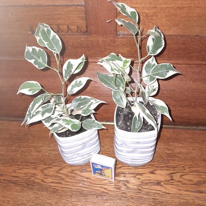 Фікуси Бенджамина Наташа , старлайт , лавли . Неон , вайт маржин