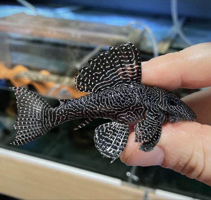 Hypancistrus L260 Juvenis