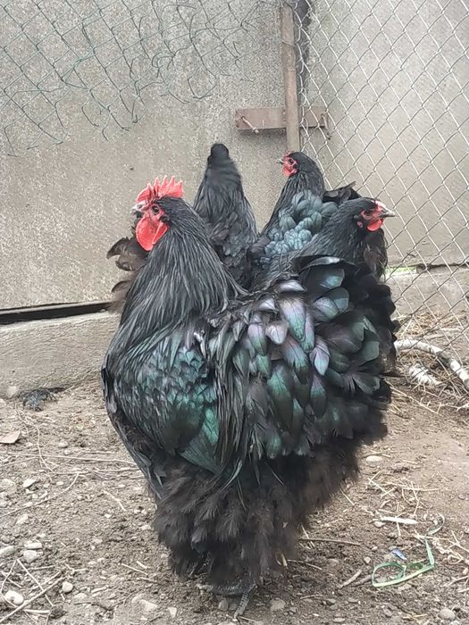 Продам  яйце кур орпінгтон чорни