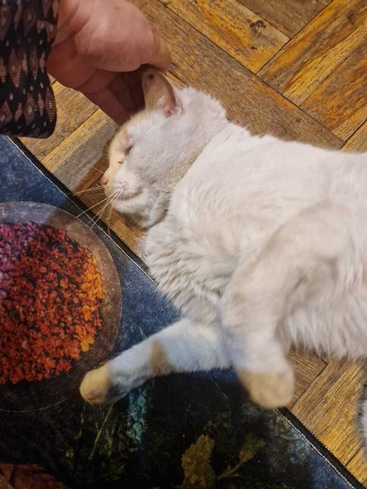 Znaleziono kota - Marysin Wawerski