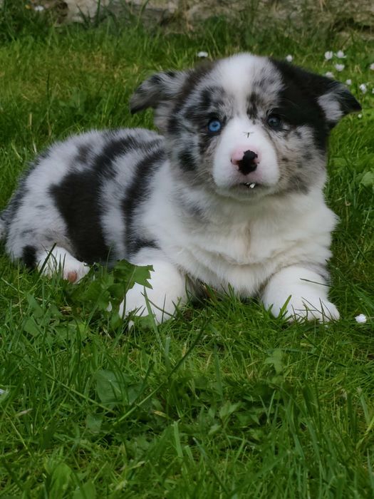 Maluszek Corgi Cardigan MAXIMUS (FLUFFY)