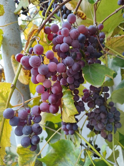 Виноград, Саджанці, Ізабелла, Лідія, Мускат, Одеський чорний, Синій