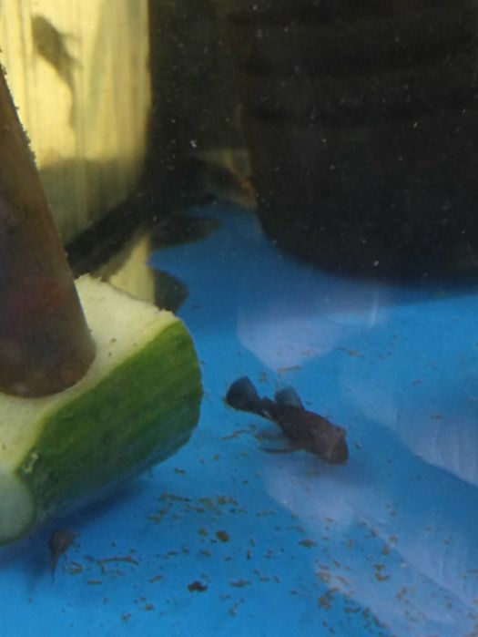 Zbrojniki Green Dragon mlody