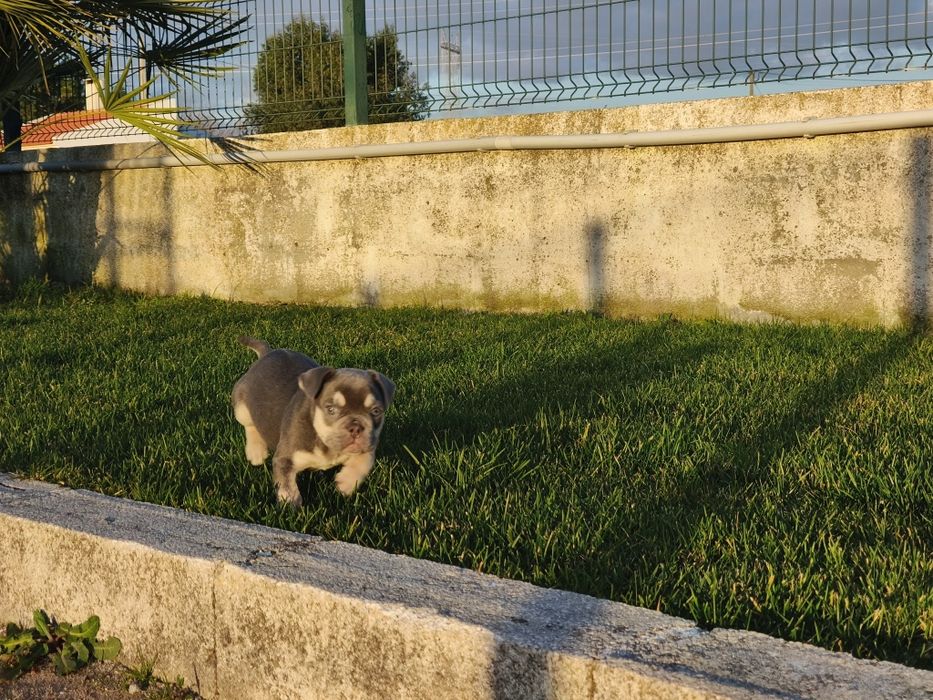 Bulldog Francês macho lilac tan