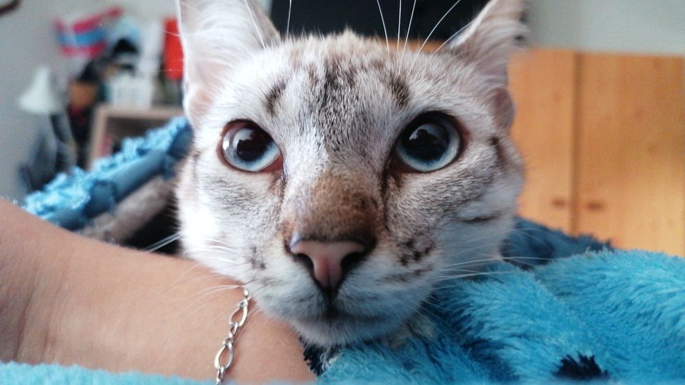Gatinha perdida - Na parede