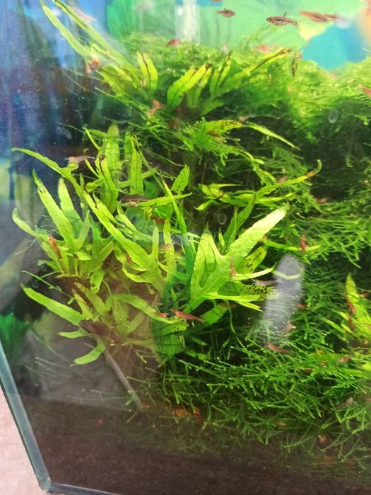 Mikrozorium z akwarium z krewetkami