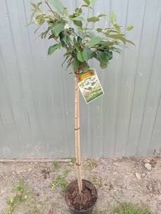 Kalina  Eskimo na pniu 80 cm 255 zł