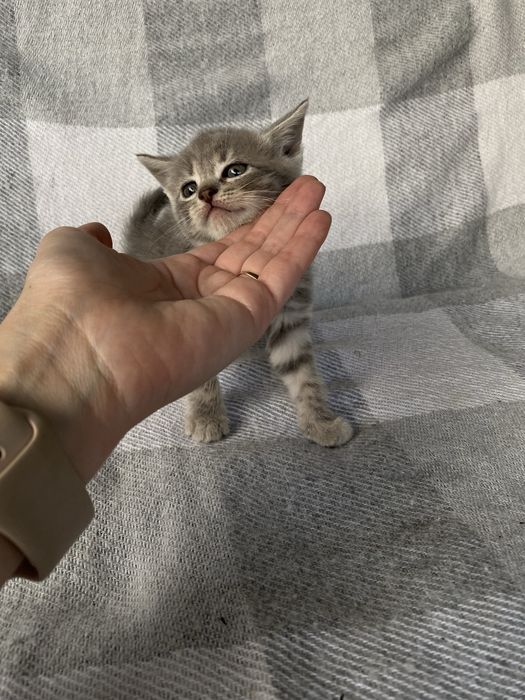Кошенята прямовухі